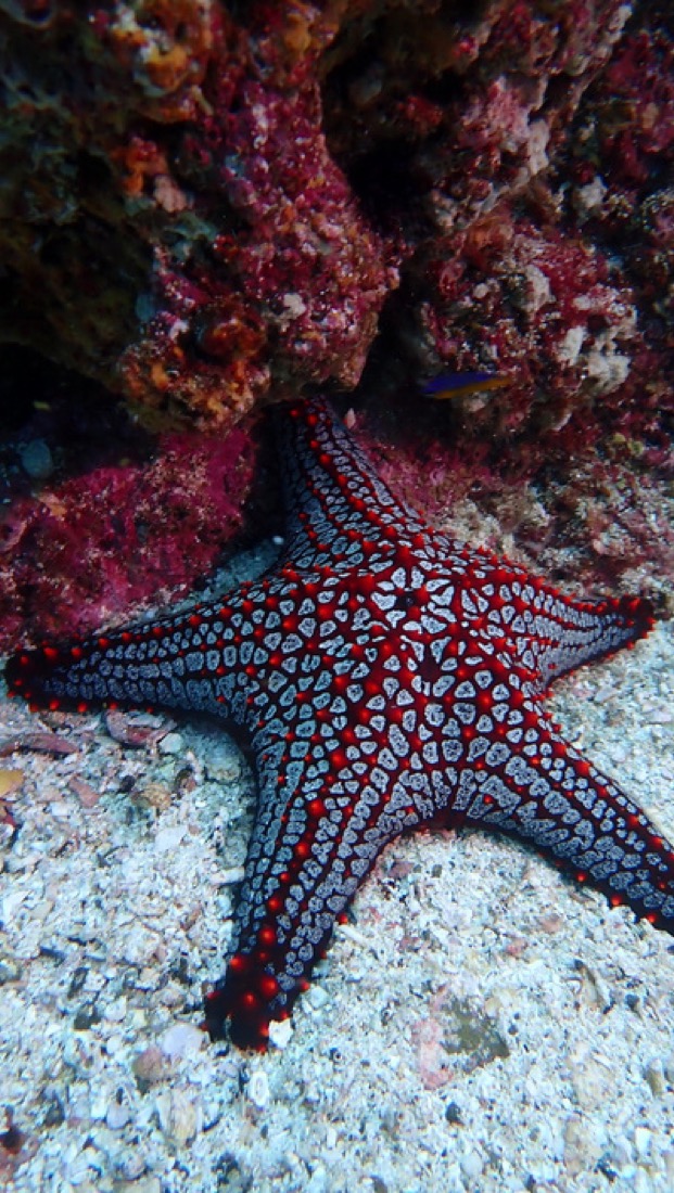 Buceo