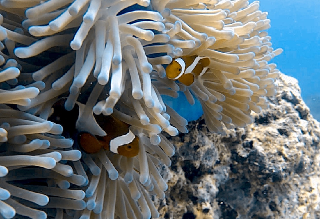 Buceo